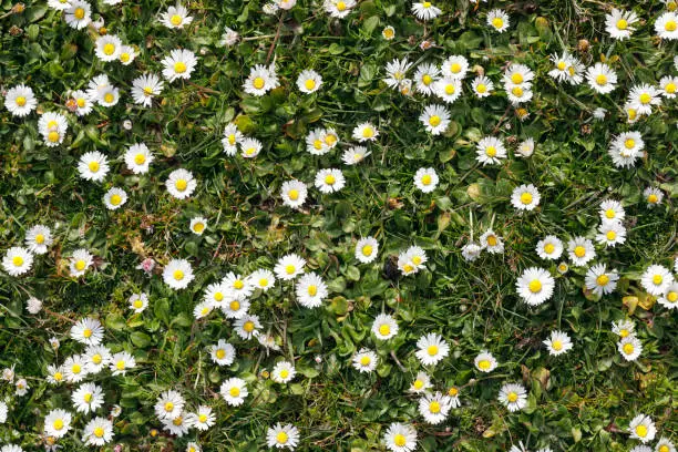 Daisy pattern. A sight to behold, but not a favourite one for the gardener seeking a perfect green lawn. Daisies grow unchecked on many urban lawns. Makes a pretty floral background.