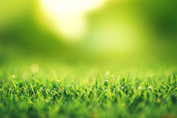 istock Spring and nature background concept, Close up green grass field background and sunlight. 1217611065