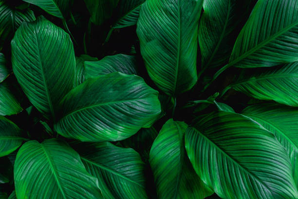 istock leaves of Spathiphyllum cannifolium background 1217611151