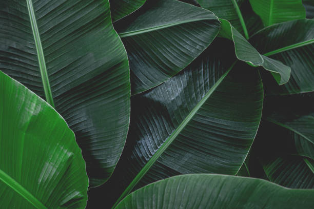 istock tropical banana leaf texture in garden, abstract green leaf 1217611413