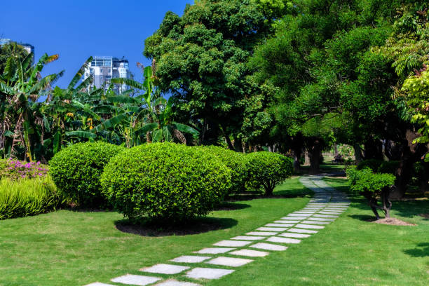 istock Green vegetation in city park under sunny light 1217611559