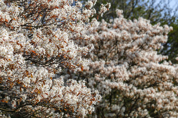 White blossom in the garden, spring (March, south of England). Amelanchier lamarckii is a pretty if understated white-flowering bush with (sometimes) brown leaves. Alternative names are serviceberry and Juneberry. In the UK it is ornamental and looks attractive in gardens and woodland.