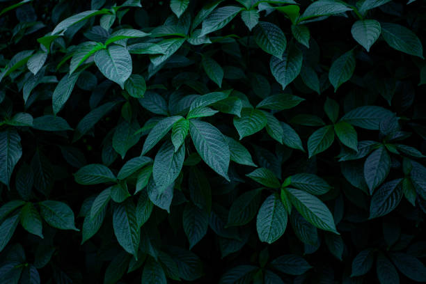 istock closeup nature view of green leaf background 1217611875