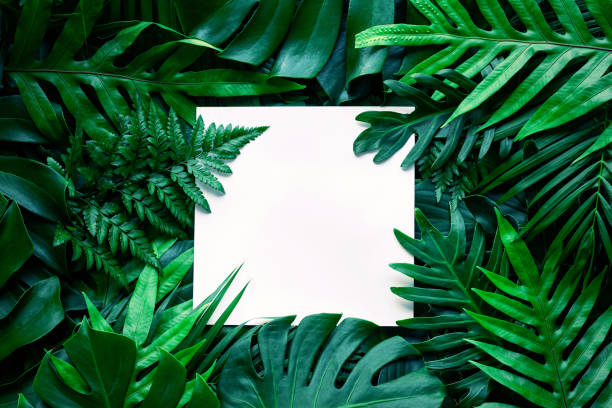 istock tropical green leaves and palms  background with white paper card note 1217612012