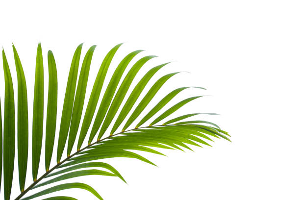 istock leaves of coconut isolated on white background for design elements 1217612027