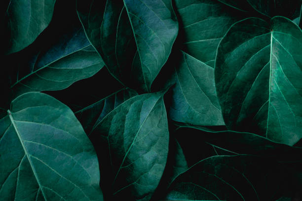 istock closeup nature view of green leaf background 1217612033