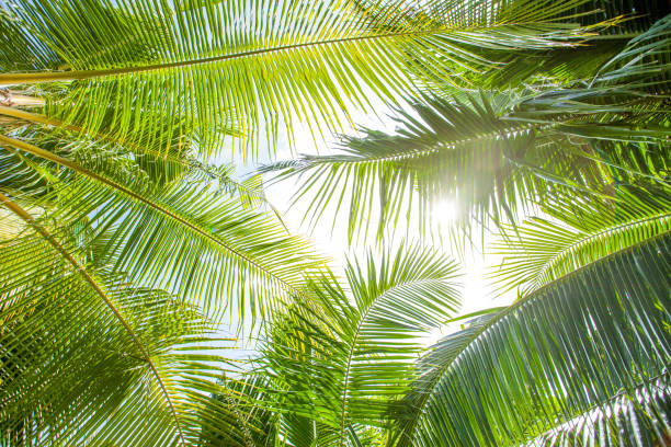 istock tropical palm leaf background, coconut palm trees perspective view 1217612770