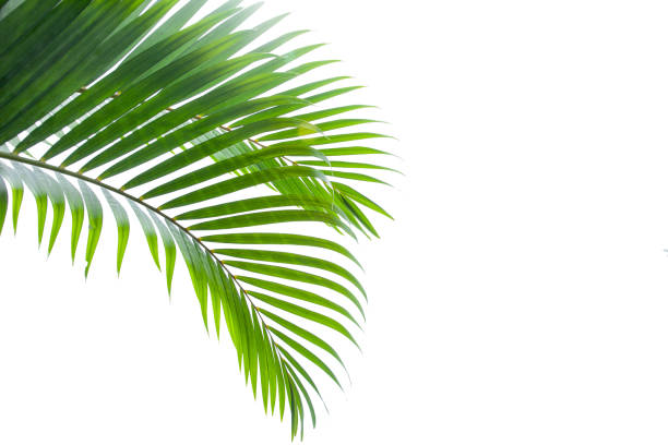 istock leaves of coconut isolated on white background for design elements 1217612778