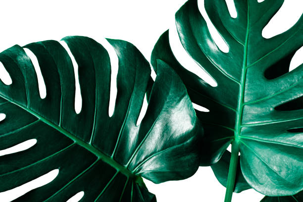 istock Beautiful Tropical Monstera leaf isolated on white background 1217612825