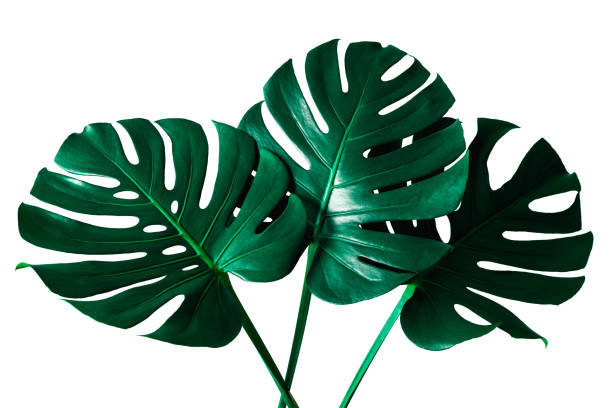 istock Beautiful Tropical Monstera leaf isolated on white background 1217612838