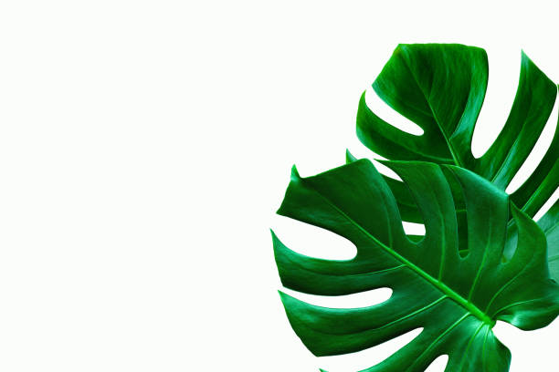 istock Beautiful Tropical Monstera leaf isolated on white background 1217612865