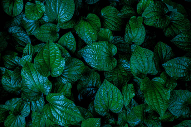 istock closeup nature view of green leaf background 1217612955