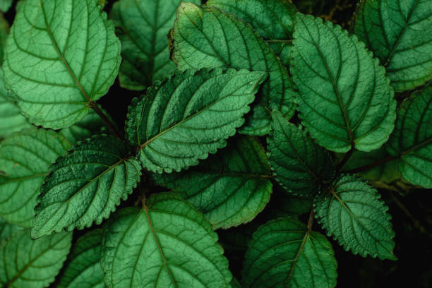 istock closeup nature view of green leaf background 1217613128