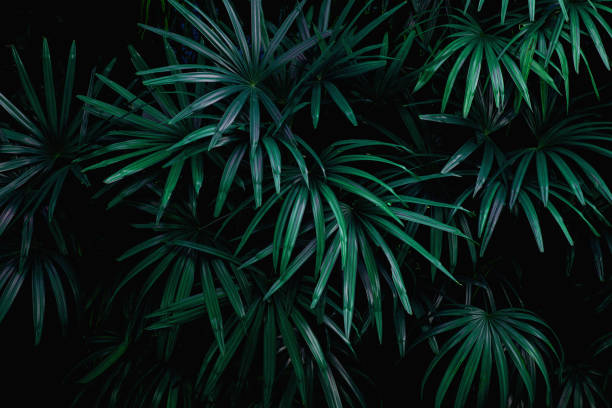 istock closeup nature view of green leaf background 1217613164