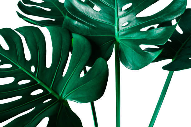 istock Beautiful Tropical Monstera leaf isolated on white background 1217613185