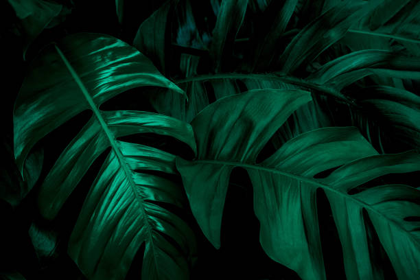 istock green monstera leaf background, tropical leaf, abstract green leaf texture 1217613201
