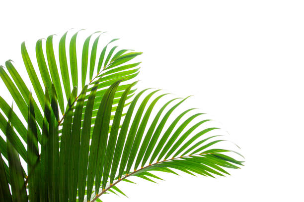 istock leaves of coconut isolated on white background for design elements 1217613296