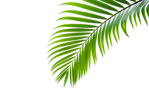 istock leaves of coconut isolated on white background for design elements 1217613447