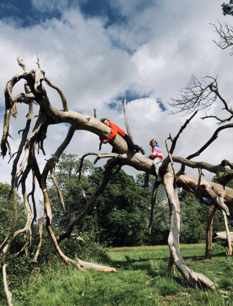 istock Adventurous young girls climb on fallen tree 1217613458