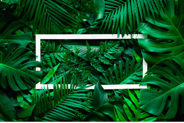 istock tropical green leaves and palms with white paper note frame 1217613600