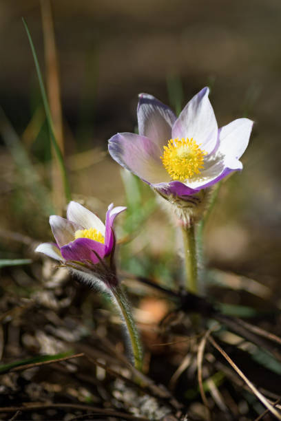 Close-up view of beautiful pasque flowers blooming in springtime