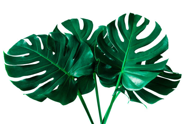 hermosa hoja tropical monstera aislada sobre fondo blanco - cheese plant philodendron rainforest leaf vein fotografías e imágenes de stock