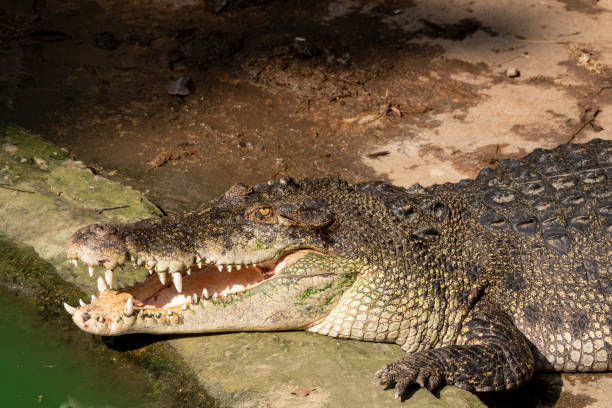 istock A large freshwater crocodile is sunbathing on the ground. 1217614989