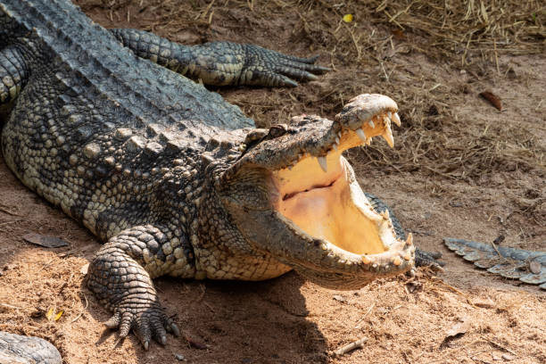 istock A large freshwater crocodile is sunbathing on the ground. 1217614991