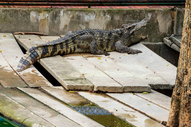 istock Large freshwater crocodile Sunbathing by the pool. 1217615058