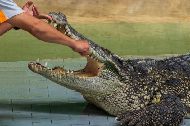 istock man are  the disturb the crocodile who is sleeping calmly. 1217615069