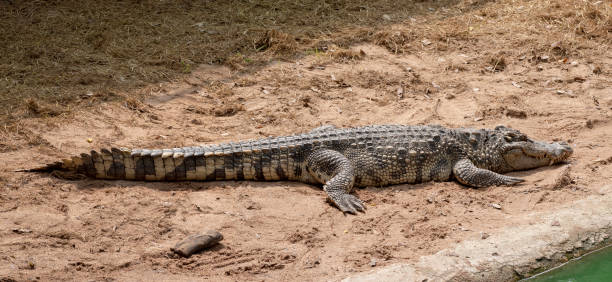 istock A large freshwater crocodile is sunbathing on the ground. 1217615215