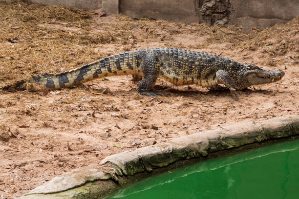 istock Large freshwater crocodile Walking on the ground by the pool. 1217615231