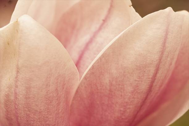 istock Macro Photography flowering shots 1217617789
