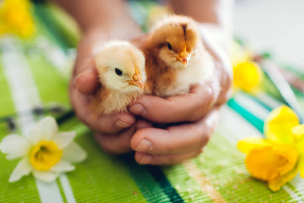 пасхальная курица. маленькие оранжевые цыплята, сидящие в руках среди цветов и пасхальных яиц. весенний курортный с�езон - baby chicken eggs young bird easter стоковые фото и изображения