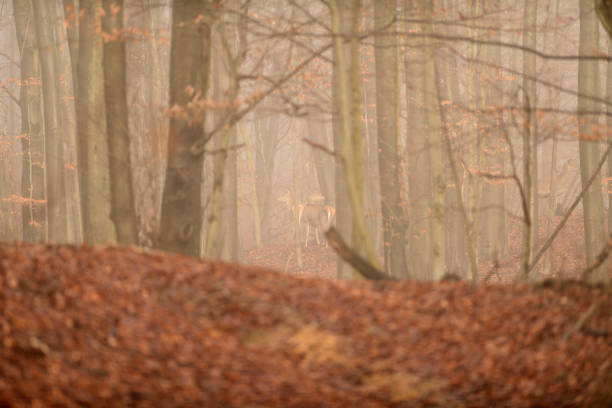 Hind deer watching deep in the forest during foggy wheather in winter