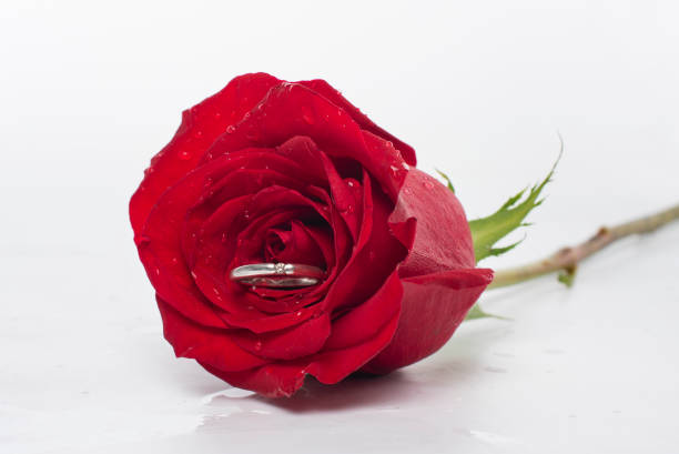 istock diamond ring in red rose on white isolated background. 1217619975