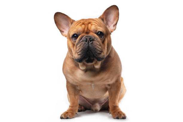 istock French bulldog on a white isolated background 1217619983