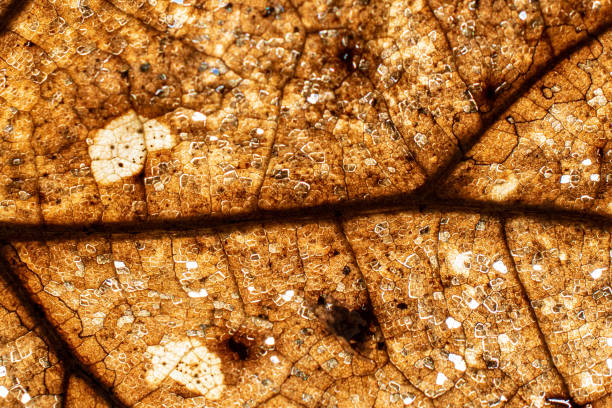 istock macro photo of an old brown oak leaf. 1217620276