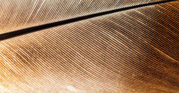 istock macro shot of a brown hen feather 1217620277