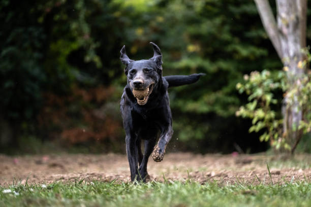 istock Dog playing with a tennis ball 1217621970