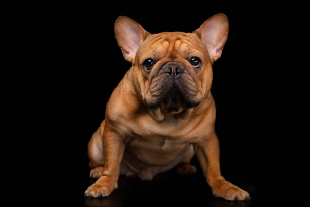 istock French bulldog on a black isolated background. 1217622763