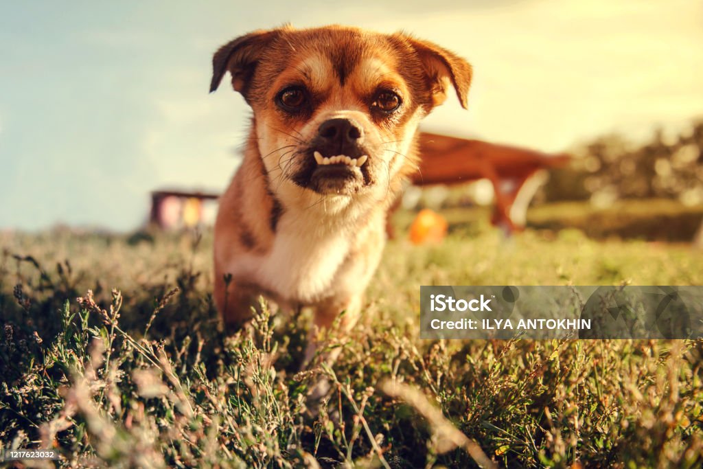 Little Angry Dog Looking At The Camera Funny Dog Get Angry Stock Photo - Download Image Now - iStock Little Angry Dog Looking At The Camera Funny Dog Get Angry Stock Photo - Download Image Now - iStock