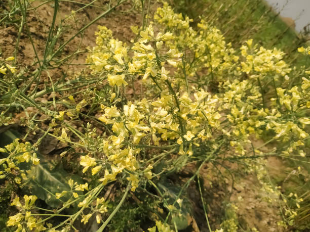 istock Cauliflower seeds flower nature image in parsa Nepal. 1217623695