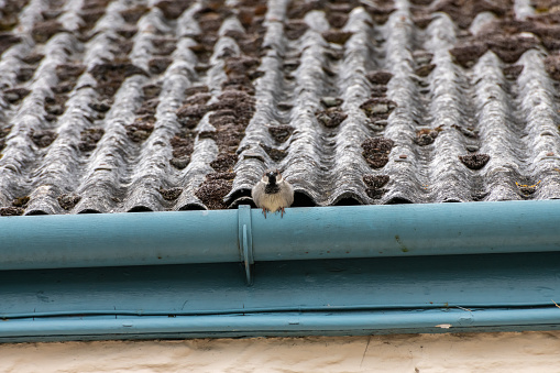 House sparrow sitting in the gutter of a house