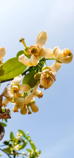 istock Lime flower white blooming on lemon tree natural green leaf.Background sky 1217624398