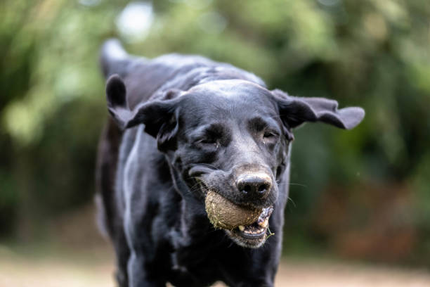 istock Dog playing with a tennis ball 1217624560
