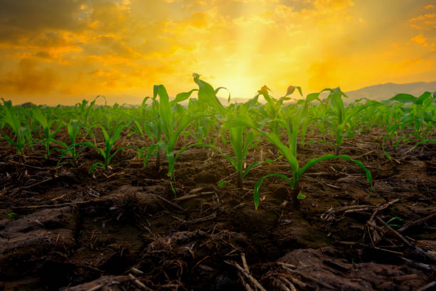 semis de maïs dans le jardin agricole avec le coucher du soleil avec le rayon de soleil - summer cereal plant sunlight sun photos et images de collection