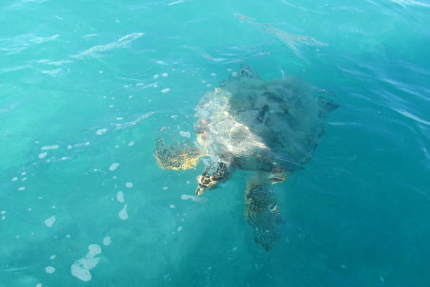 Incredible Yucatan: Tulum, Punta Alem, Sian Ka'an