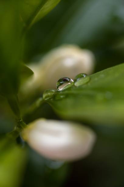 macrophotography of raindrops in a blooming kumquat leaf in spring