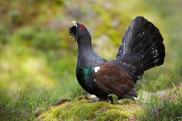 Aggressive western capercaillie male displaying with open tail in forest stock photo